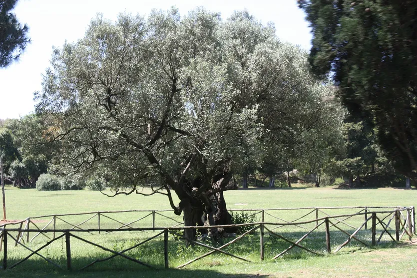 Maslinik sa 120 stabala — Buje – slika 5