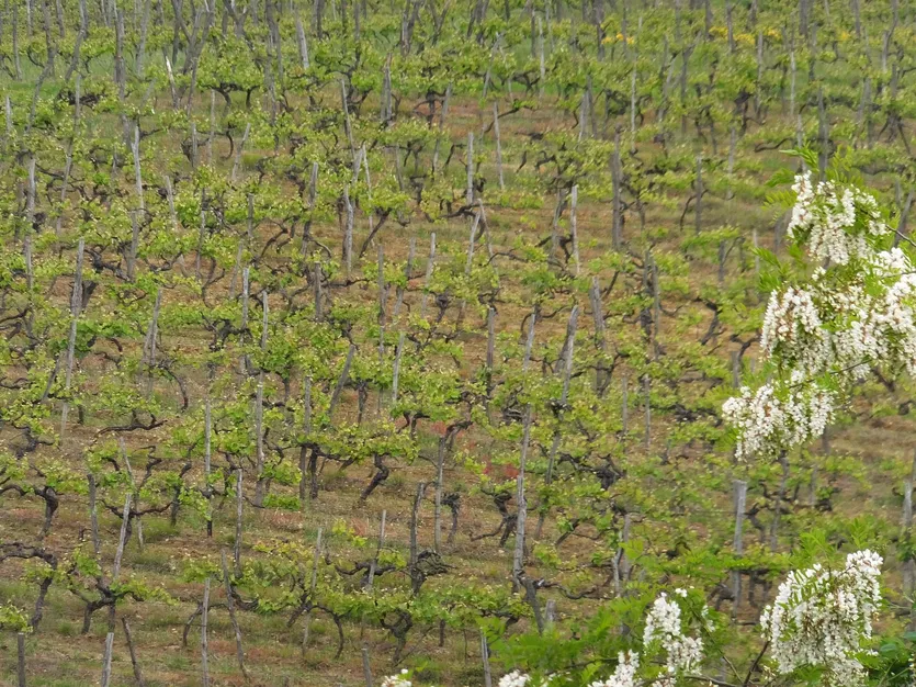 Vinograd u srcu Istre — Buzet – slika 5
